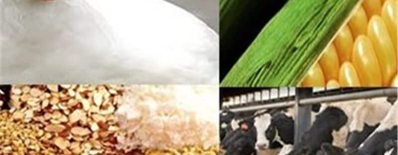 چالش‌های صنعت دام و طیور در بورس بررسی شد