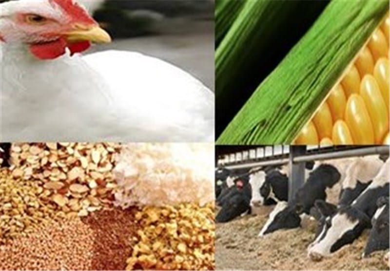 چالشهای صنعت دام و طیور در بورس بررسی شد