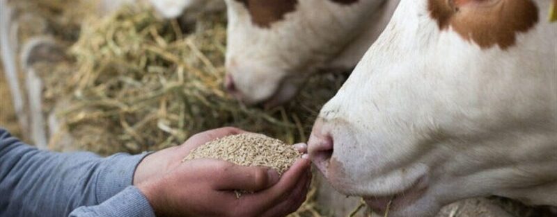 هسته‌ای در کشاورزی ـ 7| پرتودهی خوراک دام؛ افزایش ایمنی زیستی و بهره‌وری دامپروری